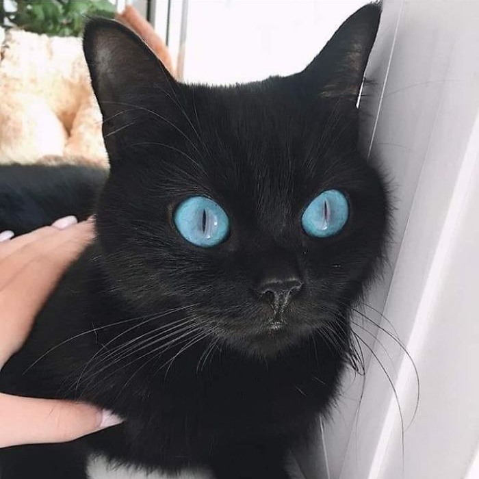 Прелестные кусочки тьмы для любителей чёрных кошек