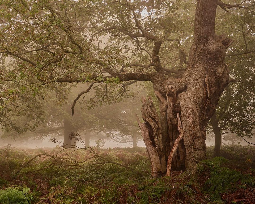 Волшебные древние леса Англии на снимках Ричарда Серла