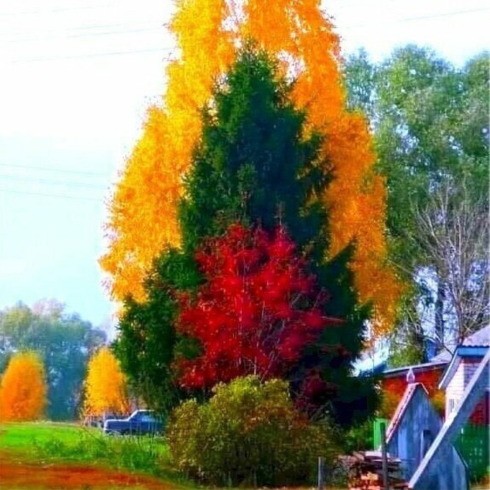 Как листья «выбирают», в какой цвет им окраситься осенью