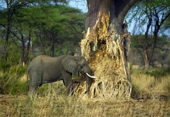 Зачем африканские слоны грызут баобабы?