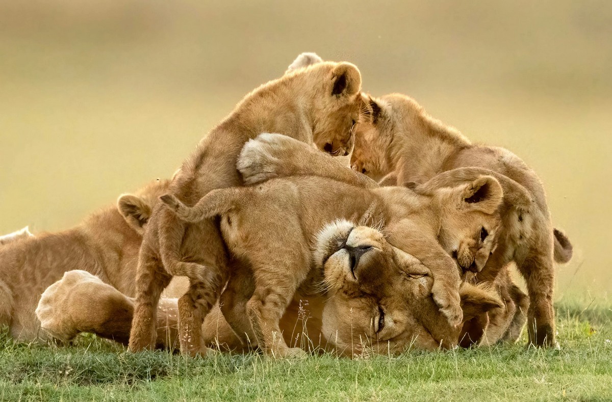 Милые львята играют с мамой в Танзании