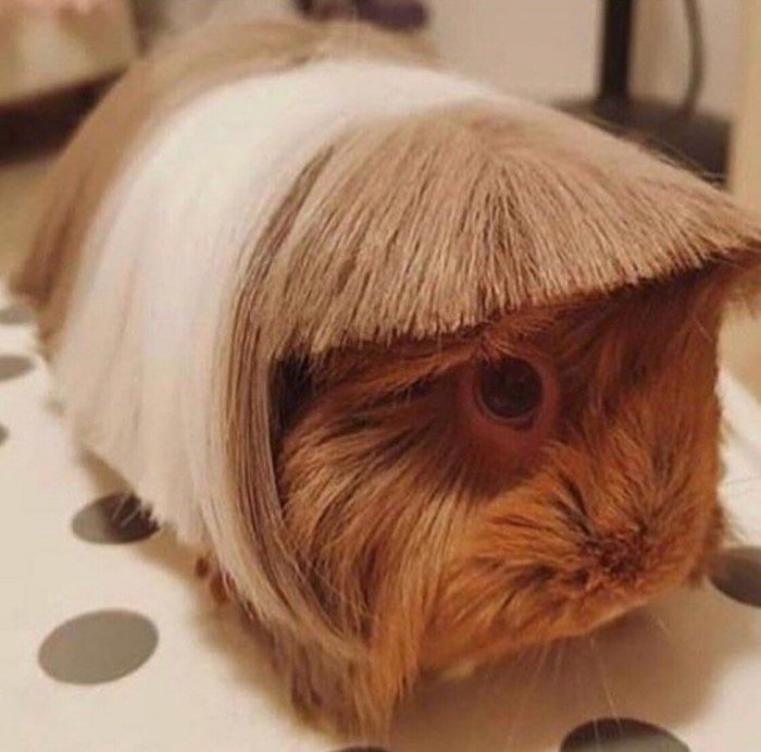 Животные со странными и смешными причёсками