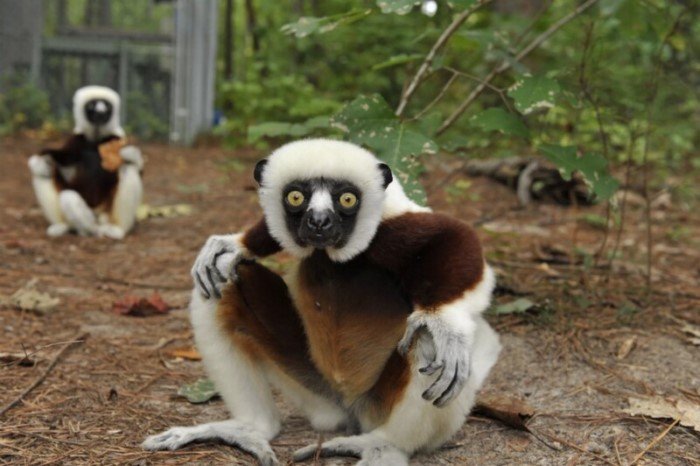 Сифаки — самые весёлые приматы планеты, которым жизнь в удовольствие