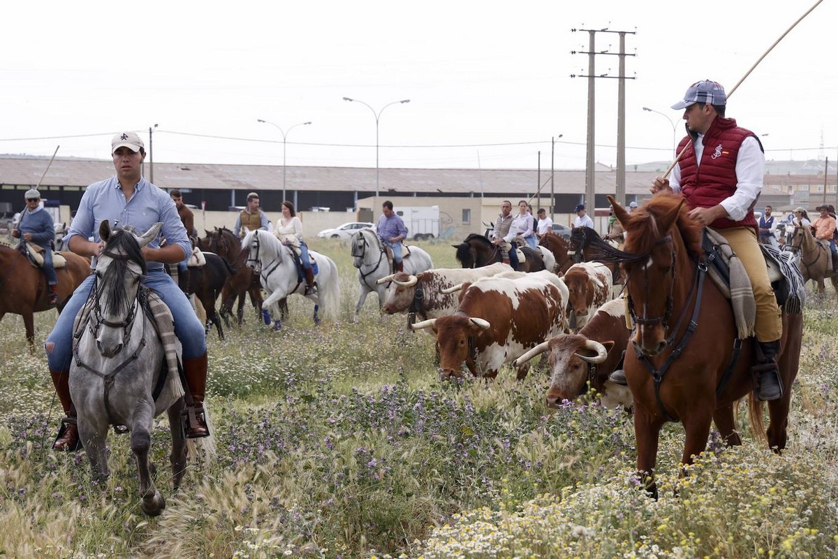Ежегодная конная ярмарка в Медина-дель-Кампо