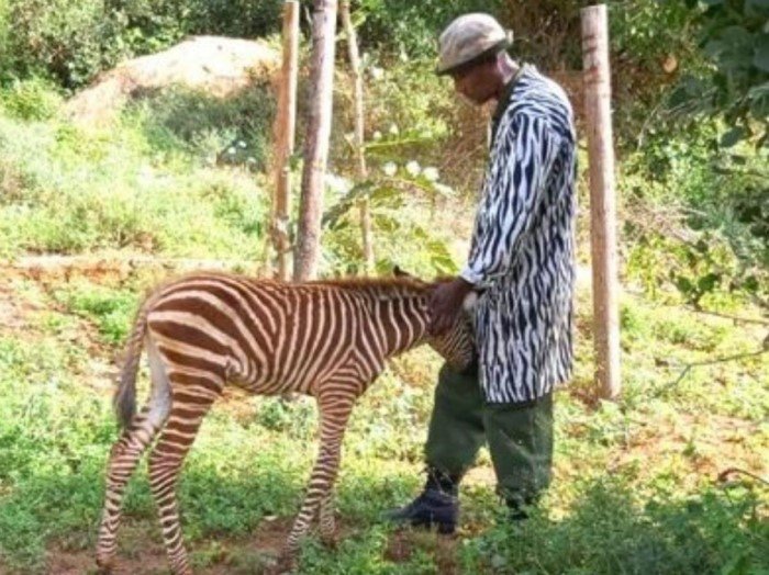 Натуралист надел пальто в полоску для поддержки осиротевшего зебренка