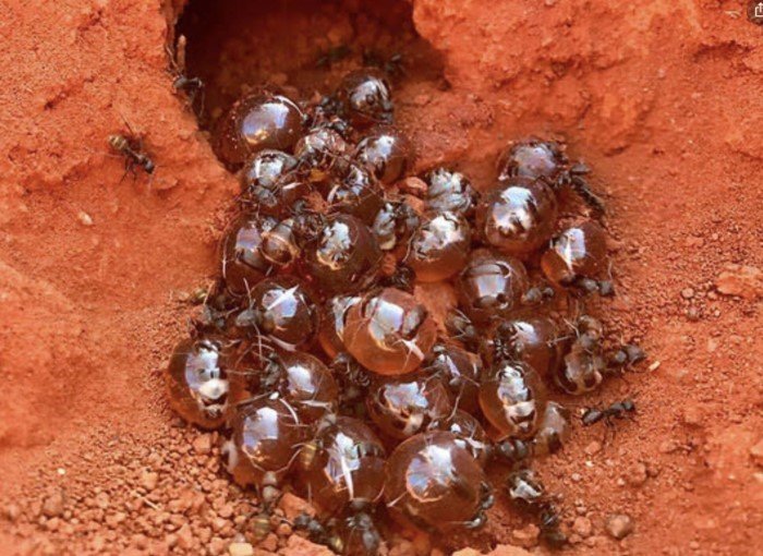 Пять интересных фактов про медовых муравьев