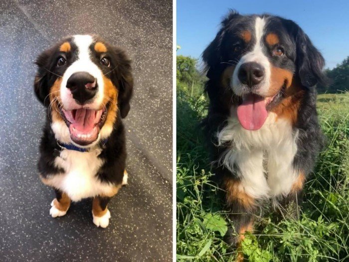 Снимки показывают, как быстро растут и меняются собаки