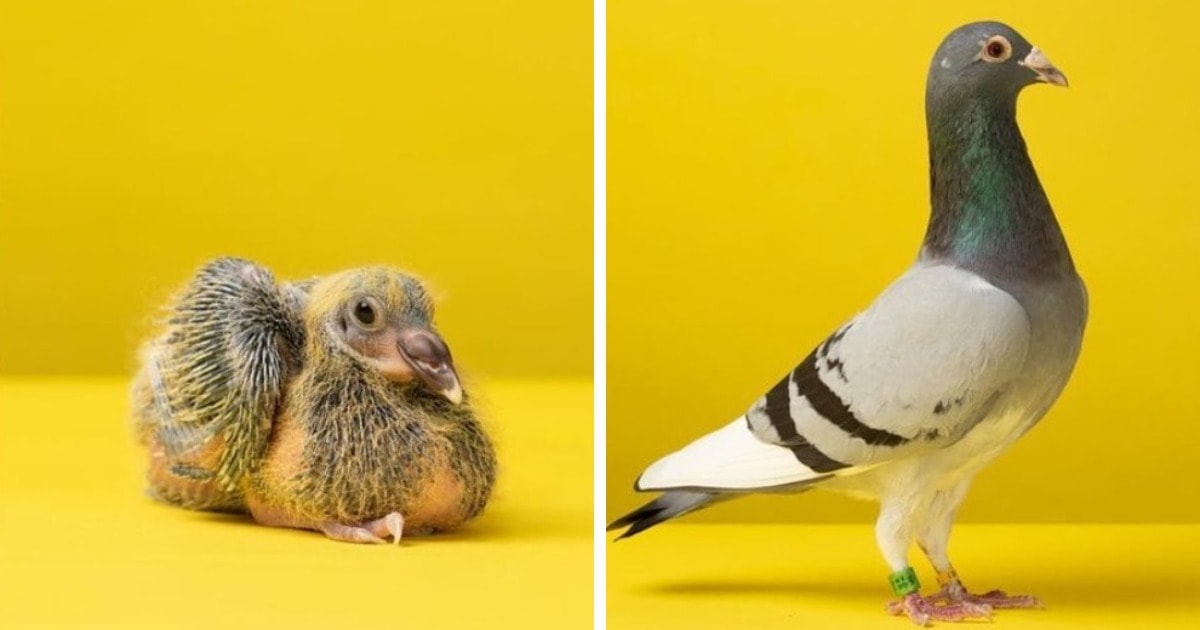 Фотограф Джерард Геттингс показал, как животные преображаются с момента появления