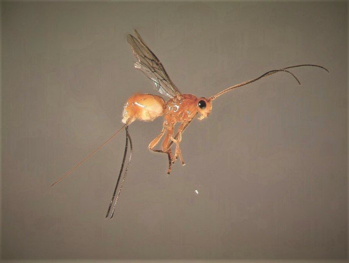 Необычные осы, которые защищают свое потомство с помощью вирусов
