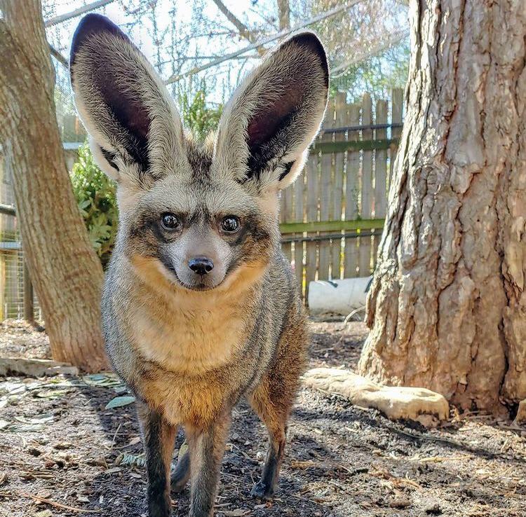 Впечатляющие животные, которых природа наградила огромными ушами