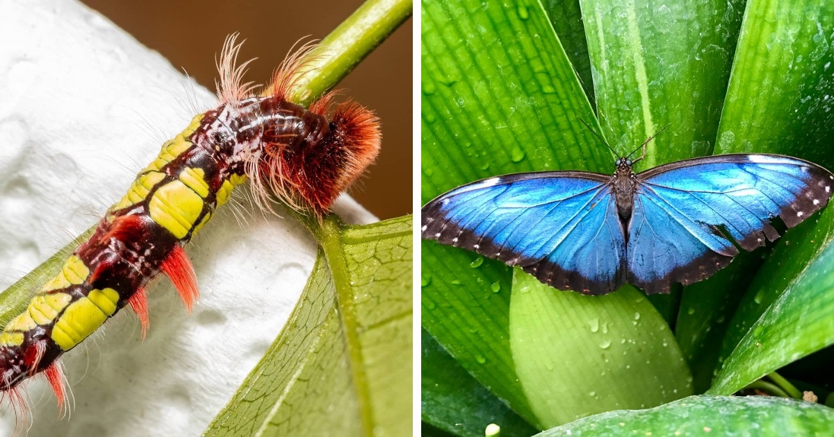 Бабочки, которые прекрасны ещё даже в образе гусеницы