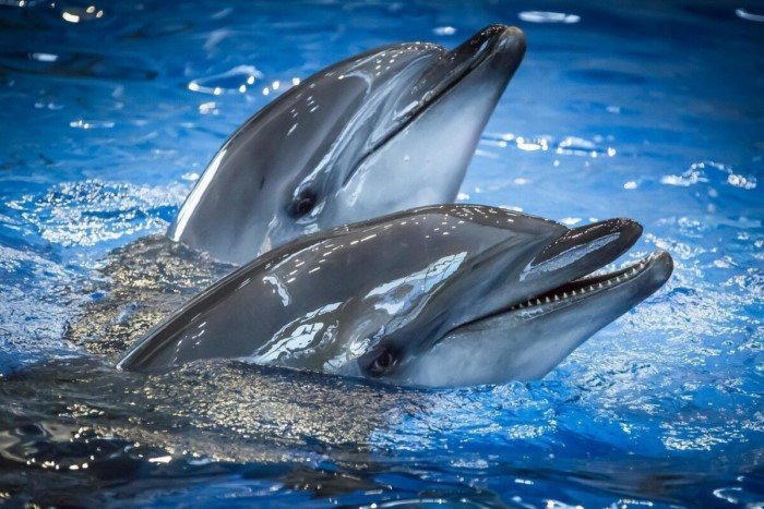 Как дельфины узнают своих друзей по вкусу их мочи