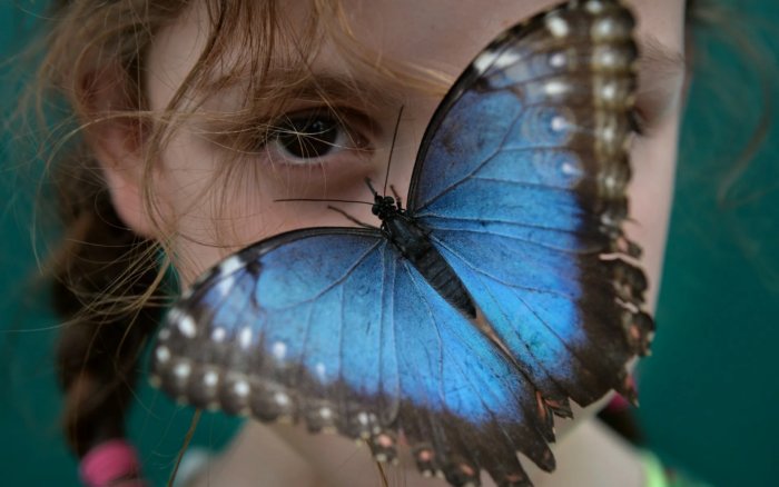 Почему в процессе эволюции у бабочек появились яркие крылья?