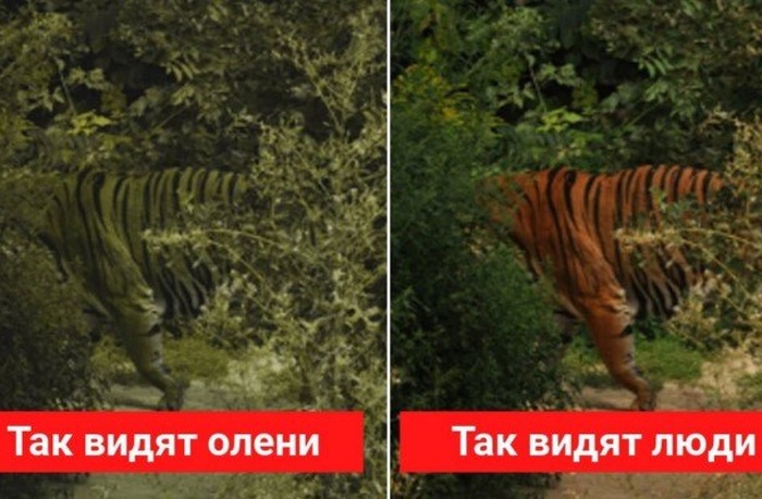 Почему у тигра такая яркая расцветка