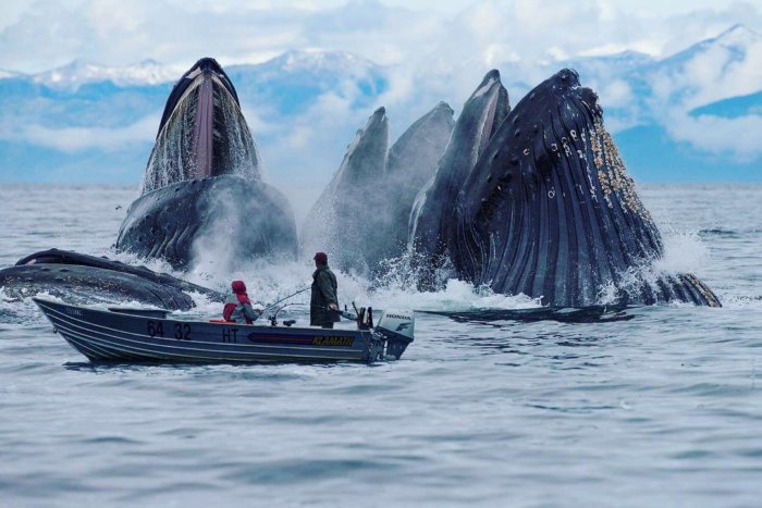 Почему когда стало меньше китов из океана исчез и их корм?
