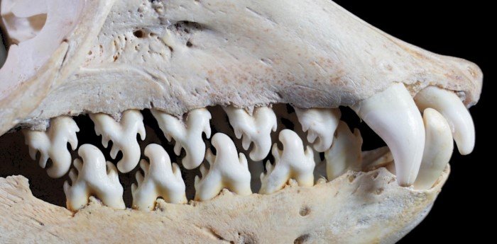 Как зубы появились у животных?