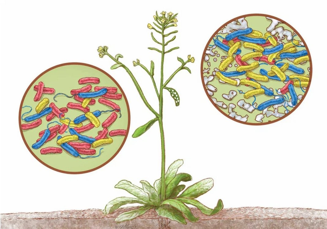 Микробиом растений всё больше привлекает внимание учёных