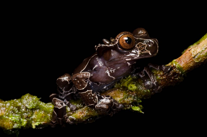 Примеры самых красивых и необычных лягушек в мире