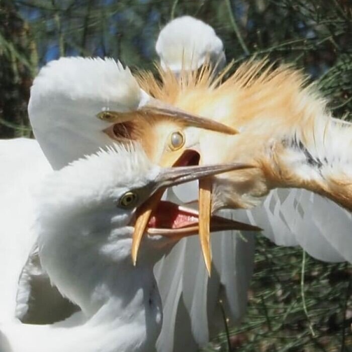 Странные, забавные и чудаковатые птицы на случайных снимках
