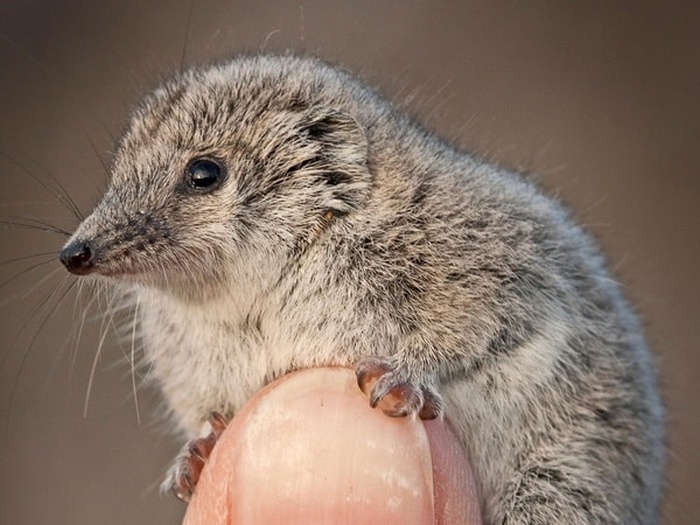 Удивительные примеры самых крошечных животных в мире