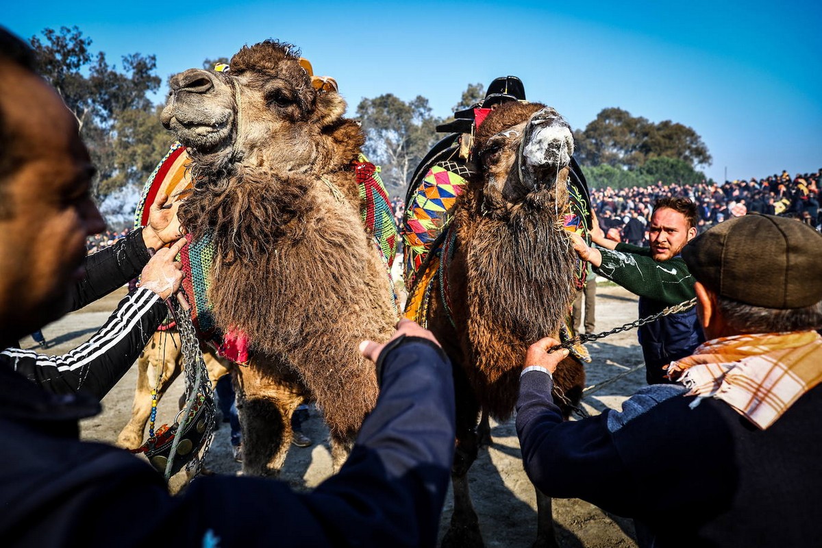 Традиционные бои верблюдов в Турции