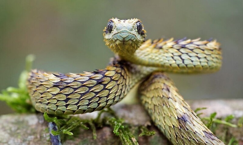 Список самых красивых змей в мире
