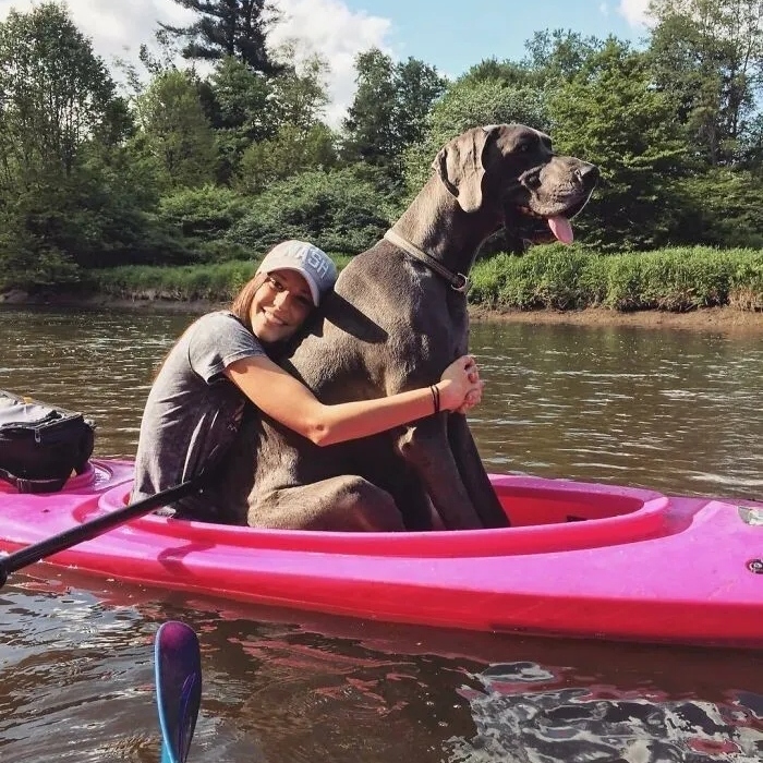 Забавные снимки с немецкими догами — гигантами среди собак