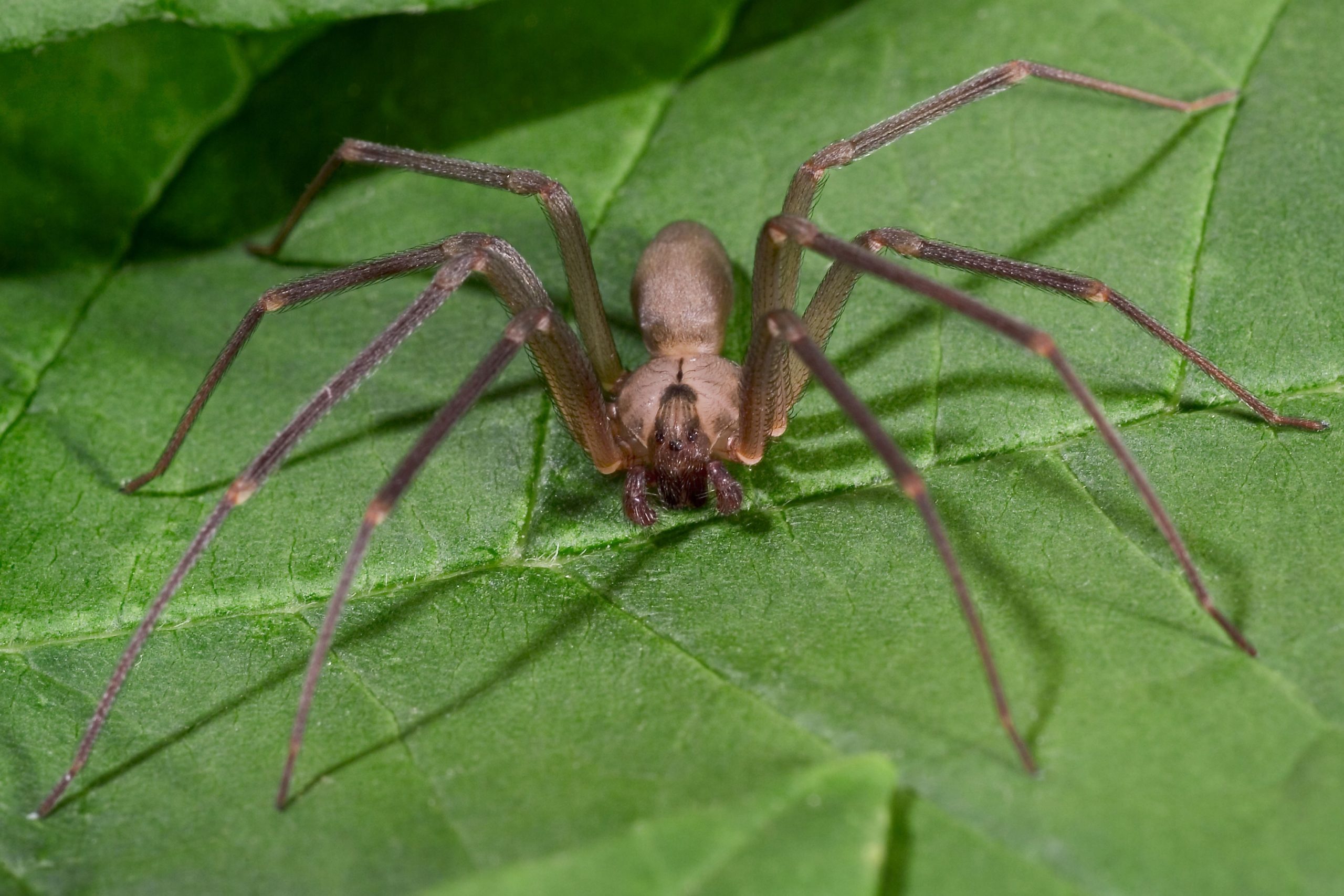 Где обитает коричневый паук-отшельник и как он выглядит?