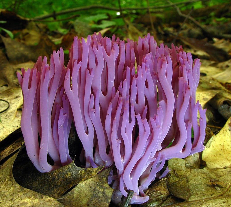 Необычные грибы, которые можно спутать с инопланетными растениями
