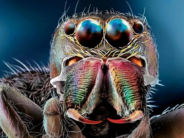 Портреты насекомых крупным планом на макроснимках