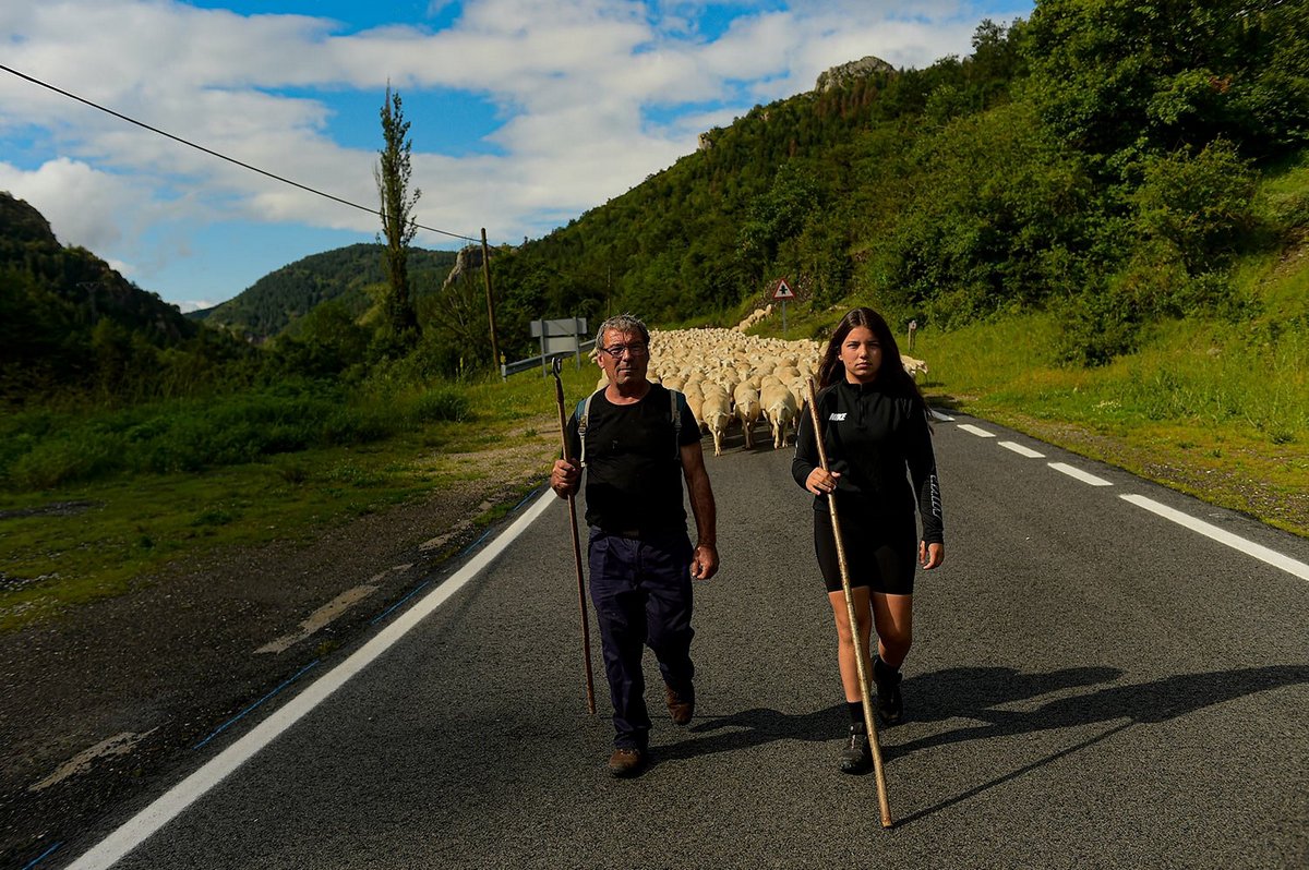 Древняя традиция перегона овец по северной Испании