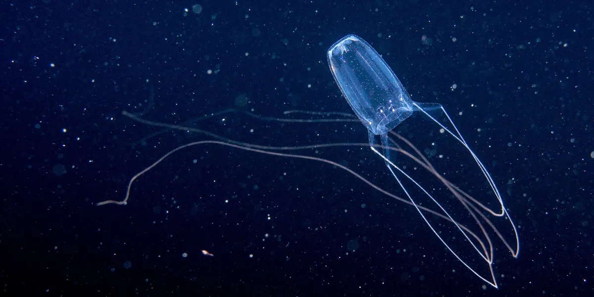 Медуза ируканджи — одно их самых опасных существ на планете