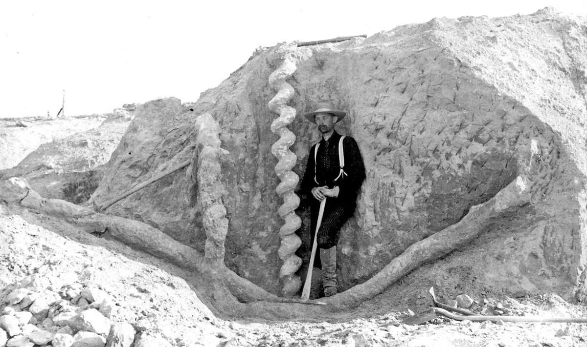Штопоры дьявола в форме спирали, которые появились 20 млн лет назад