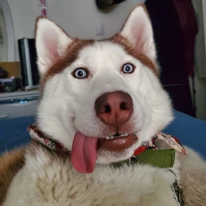 Снимки уморительных собак, которые надолго зарядят вас позитивом