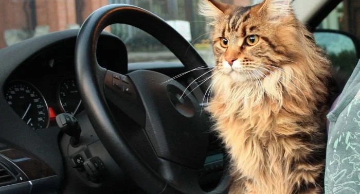 Милые пушистые котики в облике водителей