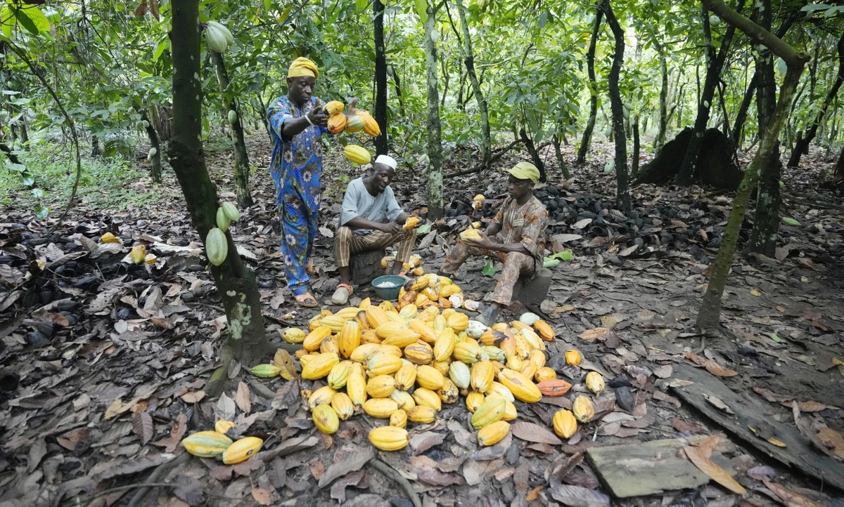 Незаконно выращенное какао в тропических лесах Нигерии
