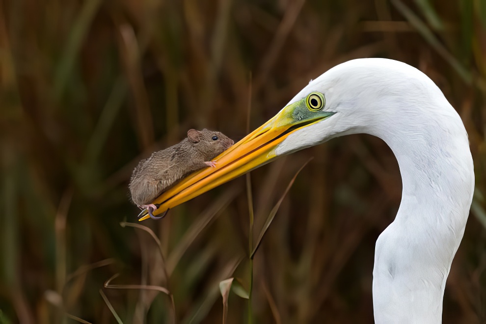 Птицы и животные с конкурса фотографий природы
