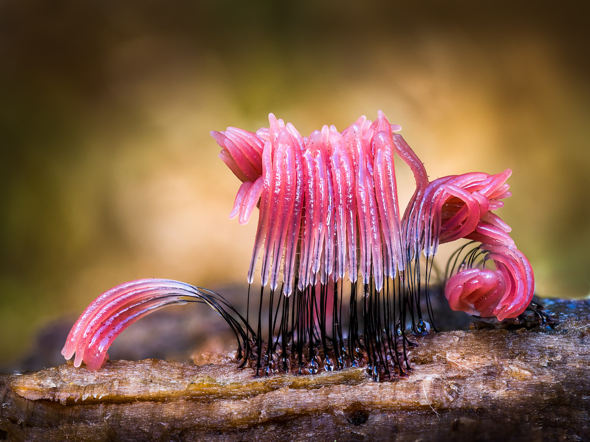 Эффектные снимки грибов с премии «Садовый фотограф года»