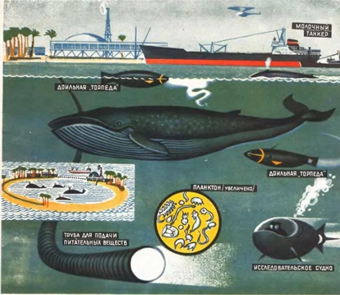 Попытка создания фермы китов в СССР на искусственных островах